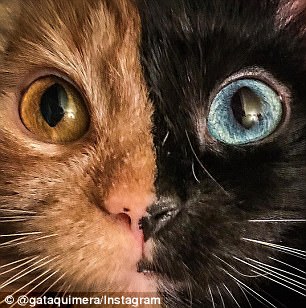 Looking up: Chimeras are the result of two fertilized eggs, or two early embryos, merging in a mother's womb