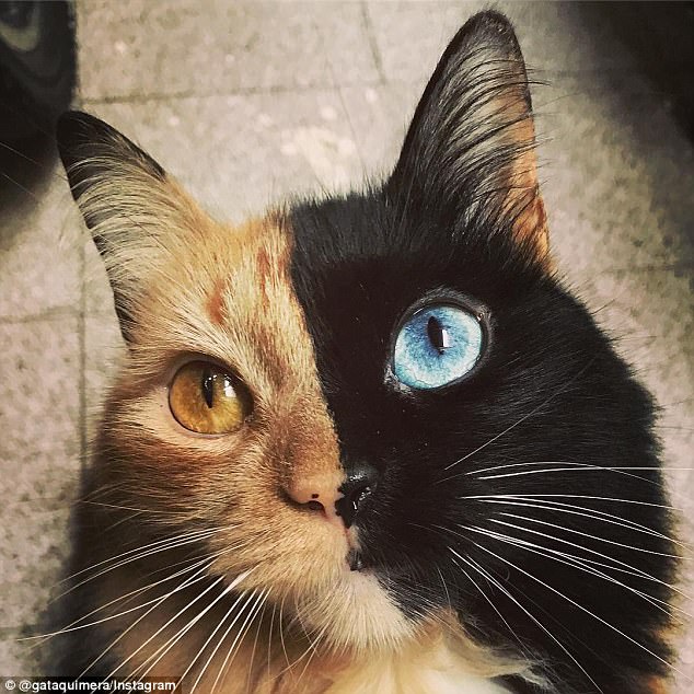 One in a million: Even though it is a very rare condition, there are chimeras across many species - including humans