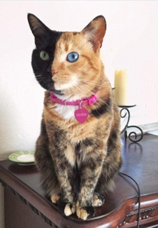 A little change: Venus' colors are practically the inverse of Quimera, with a blue eye on the tabby side and a green eye on the black side
