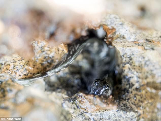The blenny flees for higher ground the moment it believes a wave is approaching its crevice shelter 