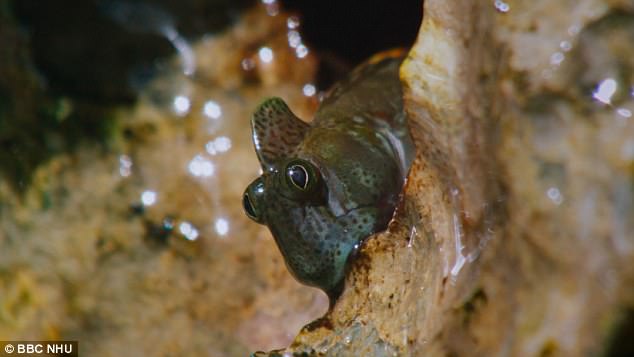 The Pacific Leaping Blenny is so scared of the sea that it shelters in a cave above the tide and rolls in puddles in order to remain wet