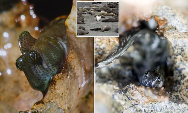 Image result for Meet the fish that's so afraid of the sea it lives in a cave three feet above water level - filmed for the first time by Blue Planet II