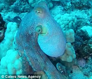 The lighter pigmentation will aid survival of the animal in environments closer to the shore, including on coral reefs