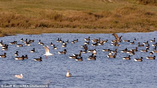 Scientists have found 17 wild  birds in Dorset which have been infected with the H5N6 bird flu strain. It is a different strain to the one which infected people in China last year