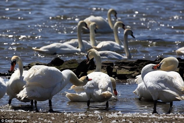 Earlier today Wendie Bryant, from Blandford, found a dead swan in the River Stour. A vet from the Animal and Plant Health Agency has been sent out to collect the bird