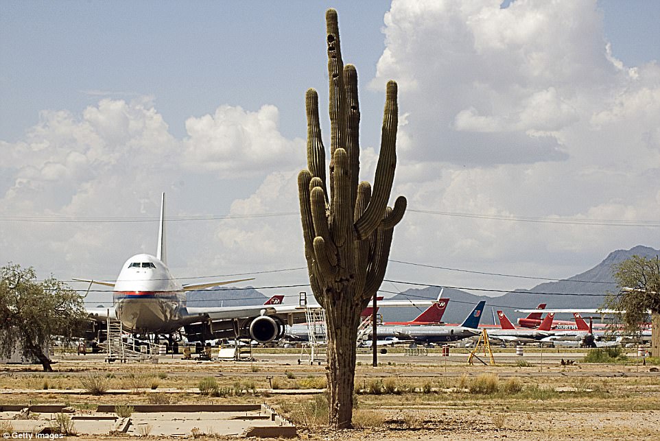 A desert Saguro cactus lies near some commercial aircraft at the Evergreen Air Center in Arizona