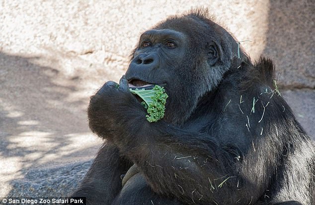Authorities say Vila (pictured, in an undated photo) was the matriarch of five generations of gorillas and during her life served as a surrogate mother for several western lowland gorillas