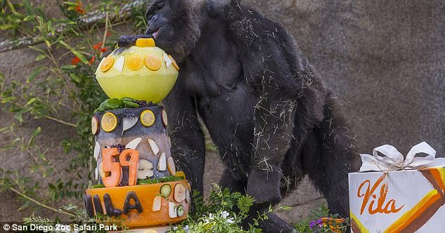 Vila (pictured, on her 59th birthday, October 2016) had arthritis and other health conditions related to her age and had been under veterinary care