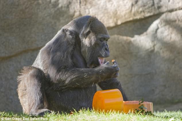 Vila (pictured, on her 57th birthday, November 2014) was believed to have been born in the Congo in October 1957. She was hand-raised at the San Diego Zoo after arriving in 1959 and later moved to the Safari Park in 1975