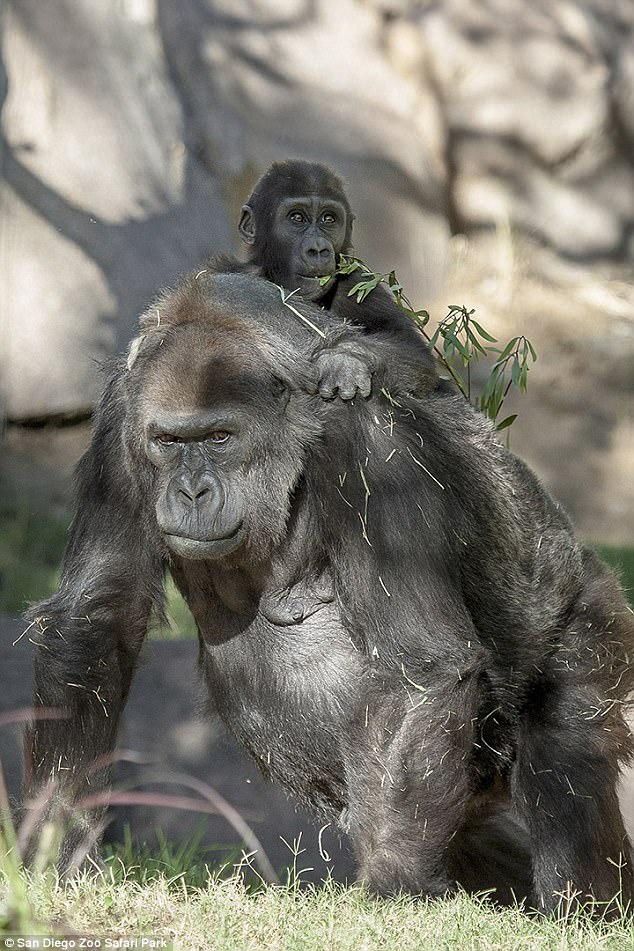 The procedure included a full diagnostic exam to determine the cause of the fluid accumulation, which officials at the time said could have led to a life-threatening condition (Pictured, Vila gives baby Monroe a lift, March 2013)