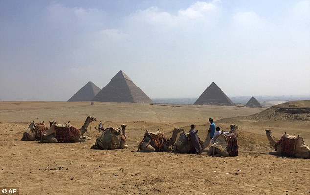 The  latest discovery is close to a new museum under construction that will house some of Egypt's most unique and precious artifacts. Pictured: camels rest near the Giza pyramids