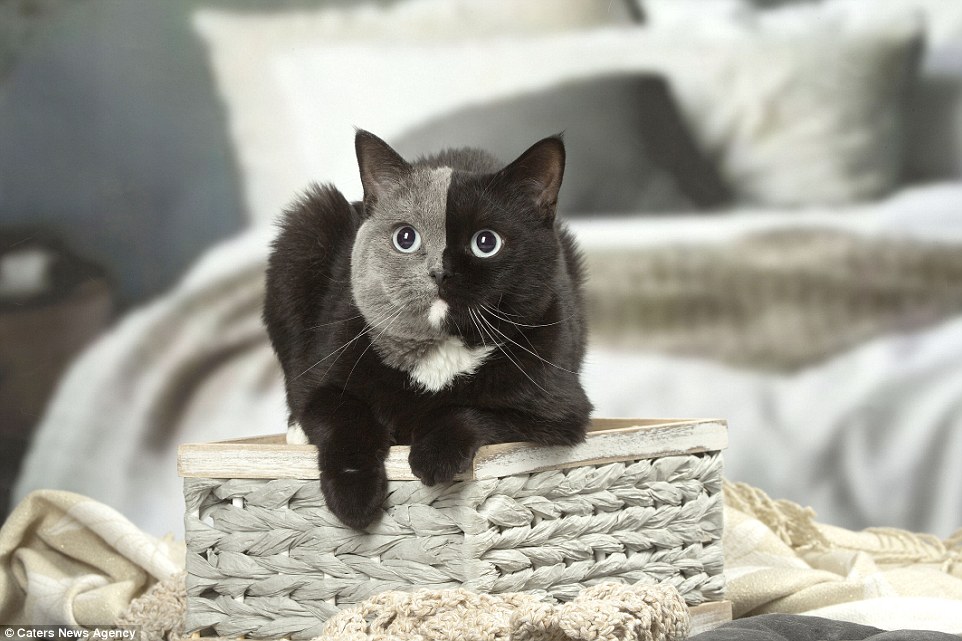 Pictures of this 'two-faced' cat were captured by the animal photographer, Jean-Michel Labat, at the pet's home in France