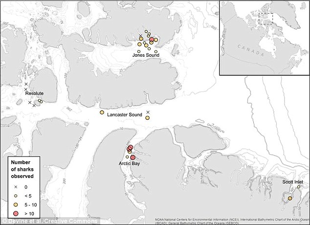 The Tallurutiup Imanga (Lancaster Sound) region in northern Canada could become Canada's largest marine protected area. This area is known as a vital feeding and nursery ground for many species. Greenland sharks have been spotted in the Atlantic as far afield as Norway