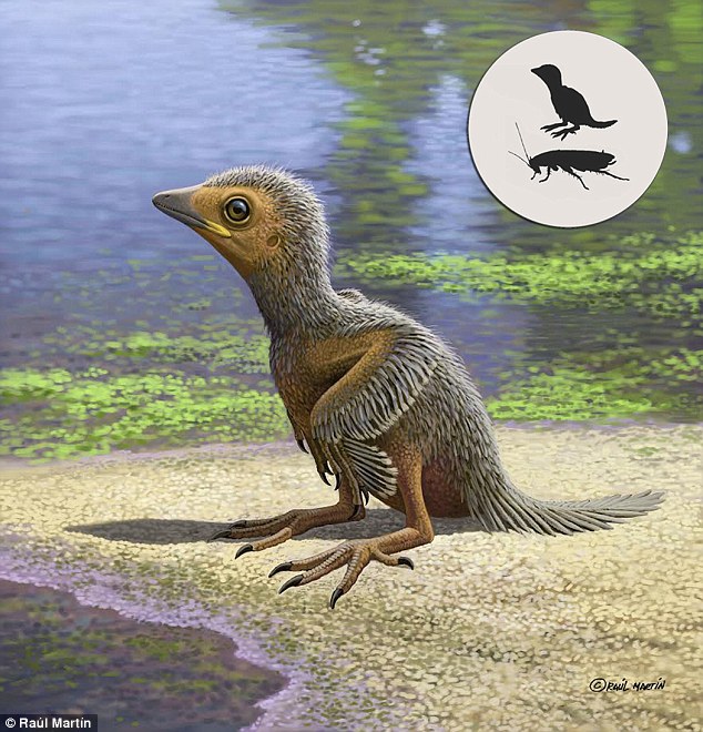 The tiny fossil of a prehistoric baby bird (artist's impression) is helping scientists understand how early avians came into the world in the Age of Dinosaurs