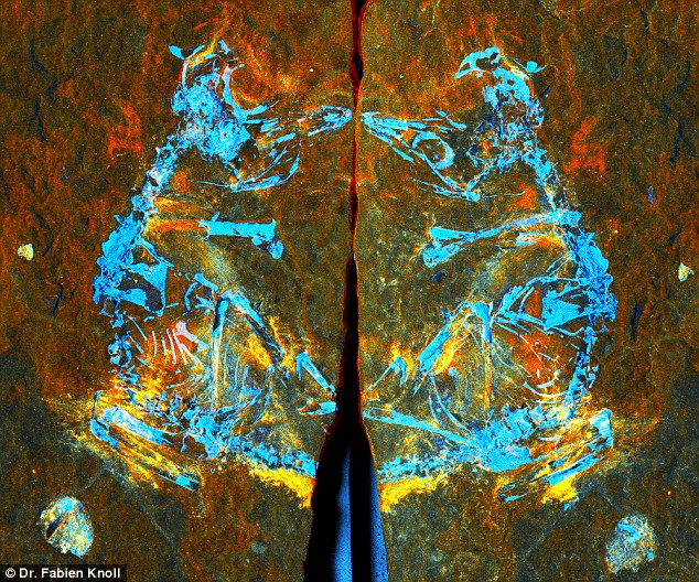 Made up of a nearly complete skeleton, the specimen (scan pictured) is among the smallest known Mesozoic avian fossils ever discovered. It measures less than five centimetres (2 inches) and would have weighed just three ounces when it was alive