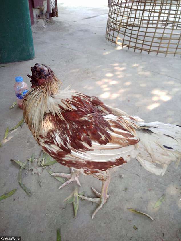 The remarkable bird was found in the Mueang Ratchaburi district of Ratchaburi Province in central Thailand