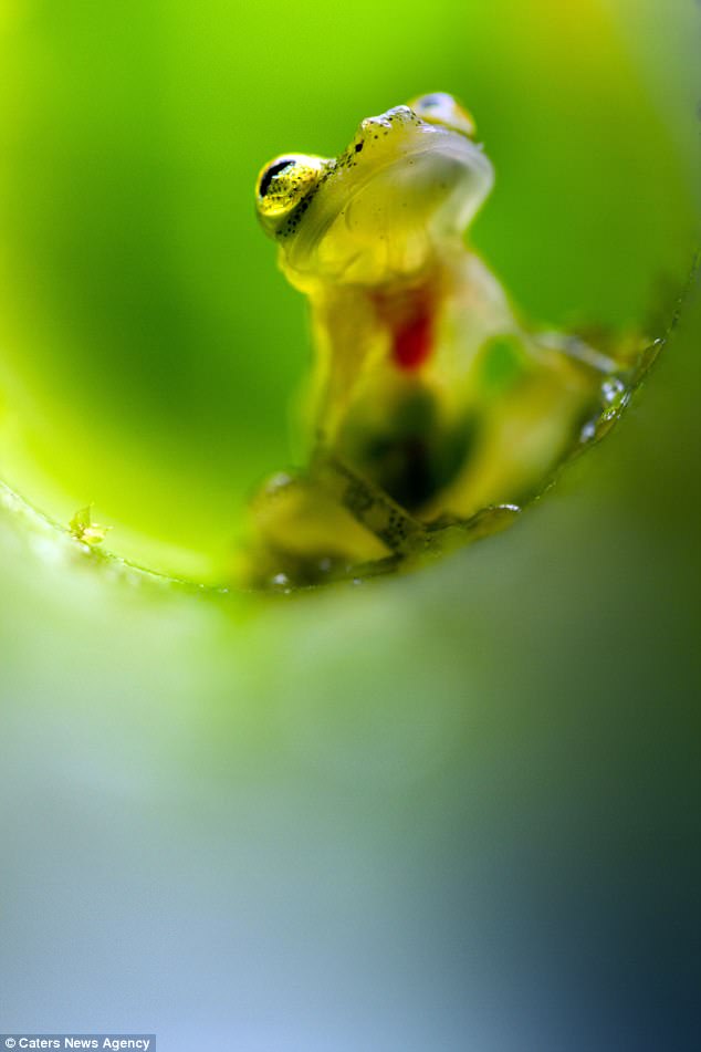 The photographs were taken in the Mashpi Reserve in Ecuador by photographer Jamie Culebras