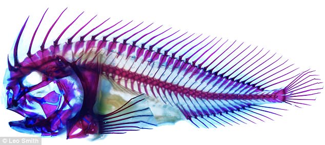 Stonefish are already known to have an impressive set of defensive techniques. The venoms in their dorsal fin spikes are among the most powerful in the world