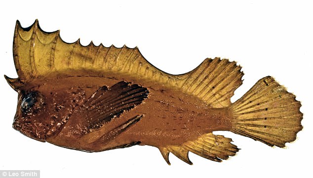 The genetic analysis of 113 morphological and 5,280 molecular characters across 63 species could rewrite the creatures¿ family tree, indicating that those which possess the mechanism are closely related
