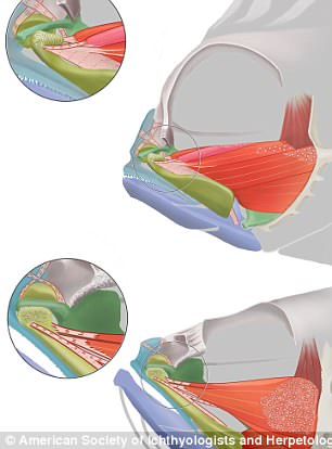 The study, which came 15 years in the making, shows that a large number of muscles and ligaments are involved in the deployment of the stonefish¿s switchblade, with modifications to several bones and muscles (illustrated)