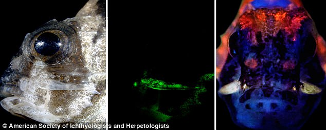 The mechanisms seen in the switchblade-equipped fish are unusually extensive compared to species outside of the family. This suggests the features are distinctly tied to its previously unknown defensive strategy. The switchblades can be seen in the fluorescent images above