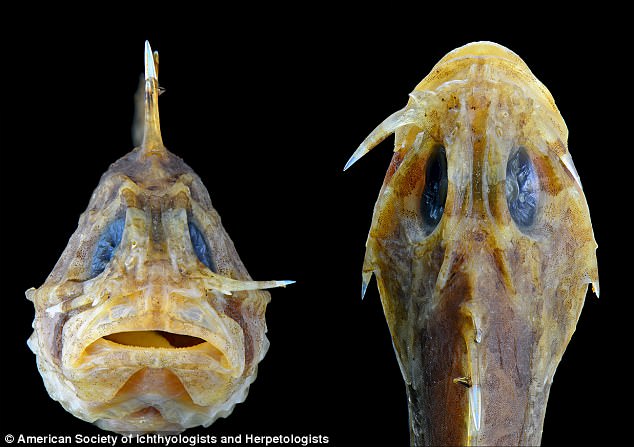 The 'switchblade' is located just below the eye, with one on each cheek. It can be seen jutting out from beneath the left eye of the specimen above