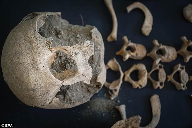 During the first phase of study, scientists will take bone measurements and evaluate muscular impressions on the skeleton