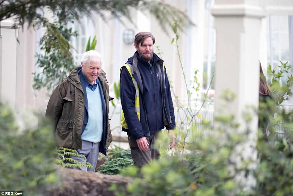 4bcdcbbc00000578-5686615-image-a-42_1525346541073 Sir David Attenborough officially opened the Temperate House and inspected the plants alongside horticulturalist Scott Taylor