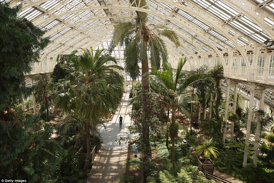 4bce3a1900000578-5686615-image-a-54_1525347540922 The Temperate House pictured before it closed for renovation in 2013, when horticulturalists had to remove the plants