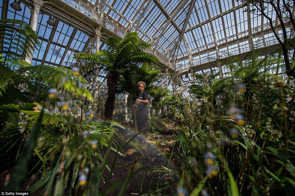 4bce450400000578-5686615-image-a-38_1525378508526 Sir David Attenborough said he had fond memories of escaping to Kew while he was working as controller of BBC Two in the 1960s