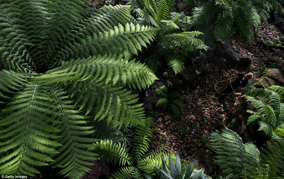 4bce450800000578-5686615-image-a-33_1525378419760 Plants are displayed inside the newly renovated Temperate House as it reopens to the public at Kew Gardens this Bank Holiday weekend