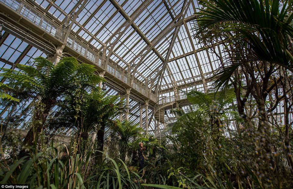 4bce456400000578-5686615-image-a-59_1525378940843 During the restoration of Temperate House in London enough scaffolding was used to stretch the length of the M25 over five years