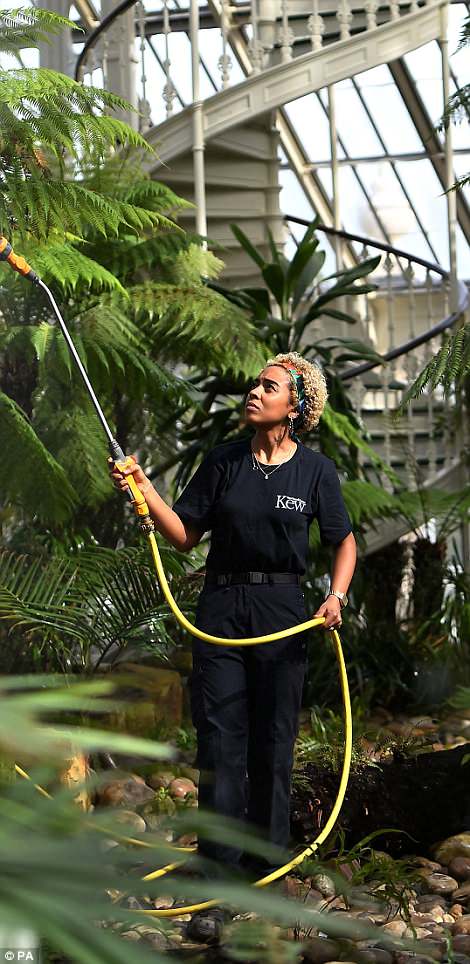 4bce470500000578-5686615-image-a-47_1525378598160 Temperate House is an internationally important collection of temperate zone plants, including some of the rarest and most threatened