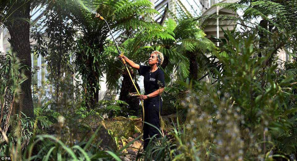 4bce475300000578-5686615-image-a-30_1525378404242 Horticulturalist Emma Love waters foliage in the Temperate House ahead of the grand re-opening