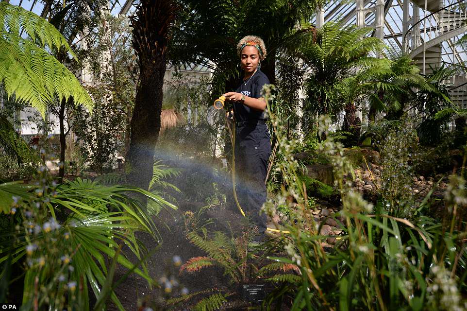4bce48ca00000578-5686615-image-a-5_1525377786247 Horticulturalist Emma Love waters foliage during the reopening of the Temperate House at Kew Gardens in Kew, London