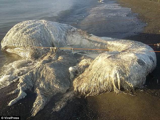 The body of the mystery 20-foot-long animal, which is four feet wide at one end and two feet wide at the other