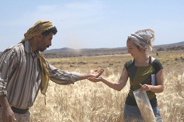 This image shows Amaia Arranz-Otaegui and Ali Shokaiteer Sampling wheat and barley in the Shubayqa area. Analysis showed the early bread was made with barley, einkorn and oat that was ground, sieved and kneaded before baking