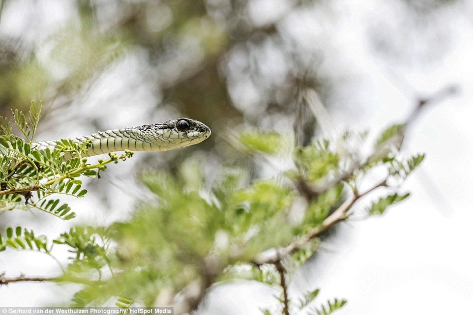 Snakes and photography are Gerhard's two passions, which he often combines. He managed to get 15 cm from this snake and used a macro lens to capture the stunning detail