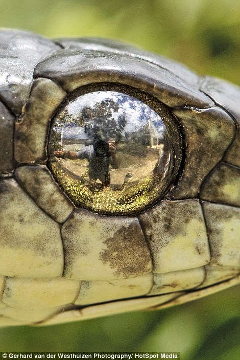 Gerhard had no qualms about getting up close and personal with the deadly reptile, thanks to his experience as a nature guide