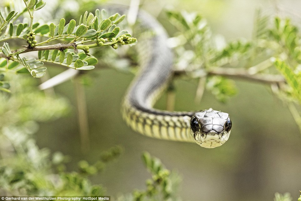  Gerhard has a certificate for handling snakes as well as all the equipment, and has experience with cape cobras, puff adders and coral snakes as well as boomslang. His knowledge of how boomslang behave and the telltale signs of agitation is an advantage as it allows him to gauge how close he can go