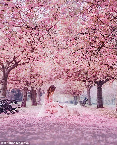 4eb0cbbf00000578-6007237-image-a-128_1532961207995 Cherry blossom falls from the trees in Greenwich Park in London