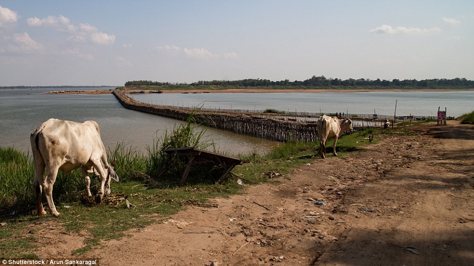 4eca46c400000578-6023301-image-a-23_1533298233756 Last year, a permanent concrete bridge was built by the Cambodian government further up stream, leading to fears the bamboo crossing would not return