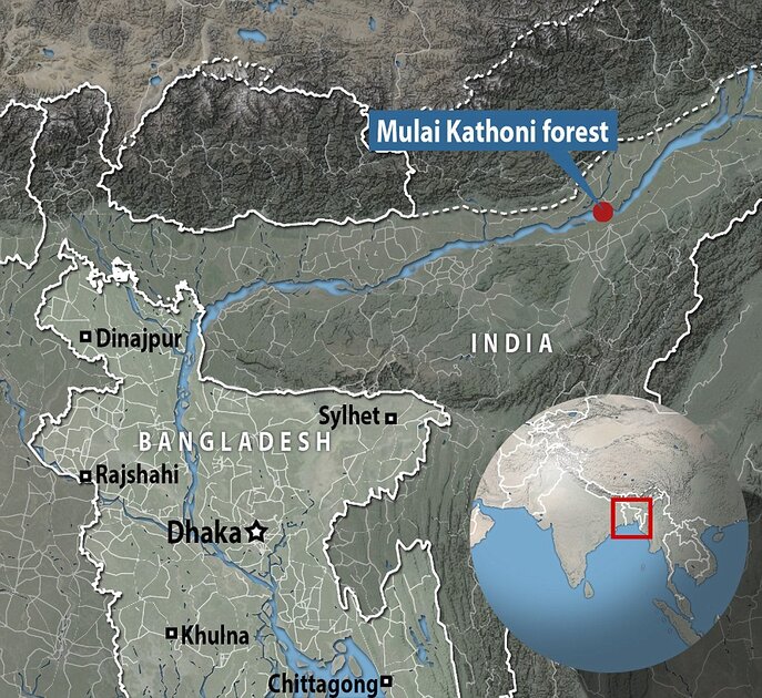 A map shows where Payeng's forest - known as Mulai Kathoni forest - is located in India