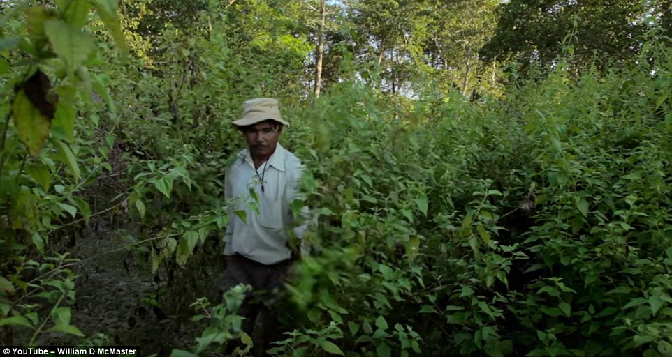 Payeng said that at first planting was very time consuming but now it's much easier because the trees seed themselves