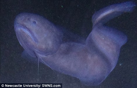 4ffc701800000578-6152565-scientists_have_discovered_three_new_species_of_elusive_snailfis-a-46_1536606035084 Scientists have discovered three new species of elusive Snailfish in some of the deepest waters on Earth. Thousands of meters beneath the surface snailfish (from the family Liparidae) are at the top of the food chain