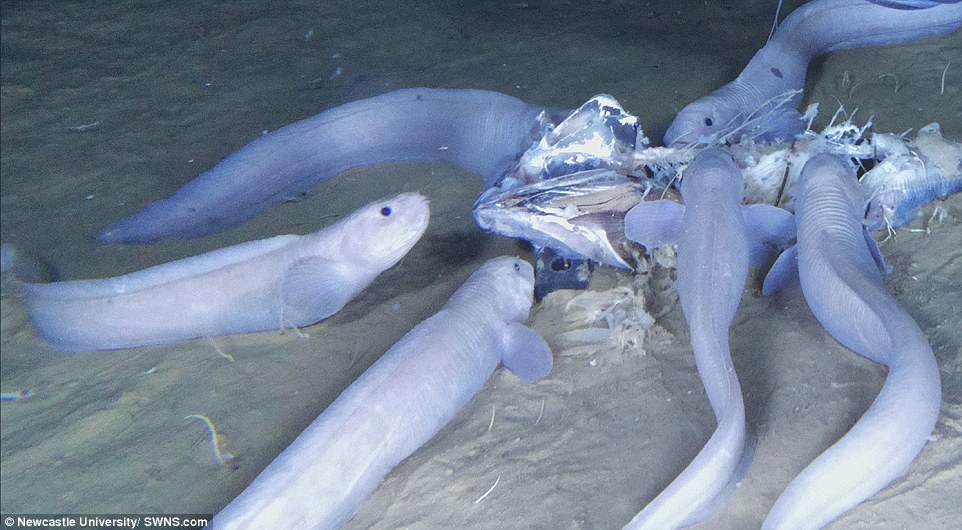 4ffc703a00000578-6152565-footage_of_the_newly_discovered_species_shows_the_ghostly_transl-a-36_1536605926041 Footage of the newly-discovered species shows the ghostly translucent creatures swimming close to the seafloor. The team captured more than 100 hours of video using a baited camera system off the coast of Peru and Chile