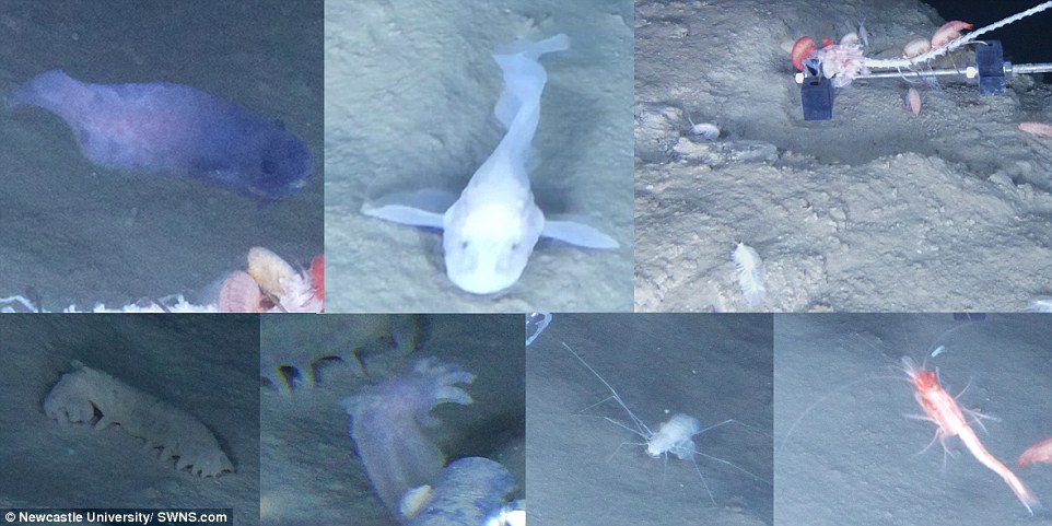 4ffc70a200000578-6152565-image-a-48_1536606126125 The team captured more than 100 hours of video using a baited camera system off the coast of Peru and Chile. Snailfish and several other species were spotted in the ultra-deep region