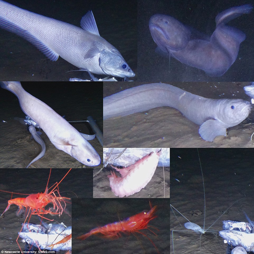 4ffc70f200000578-6152565-image-a-37_1536605980961 Along with the snailfish, the researchers also spotted rarely seen long-legged isopods known as Munnopsids (pictured above, bottom right). These unusual creatures swim backwards and upside down, using paddles on their belly to propel themselves. They can also walk along the seafloor like a spider