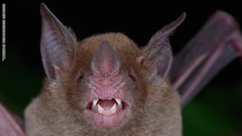 في "المدينة الضائعة" بهندوراس.. العثور على كائنات اعتقد أنها انقرضت في "المدينة الضائعة" بهندوراس.. العثور على كائنات اعتقد أنها انقرضت