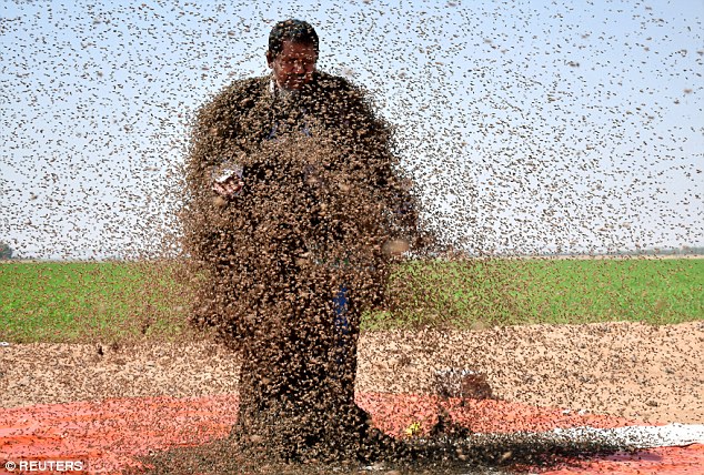 5006b77400000578-6155725-image-a-78_1536678778042 In this picture, Fatani, who has collected bees for more than three decades, waits patiently while bees swarm towards him